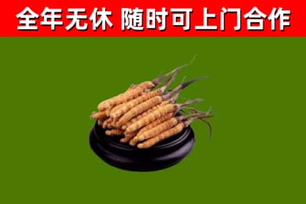 雨花回收散虫草