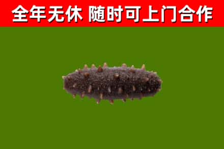 雨花回收海参干